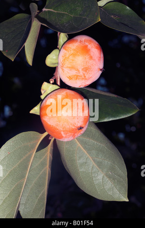 Data giapponese prugna/Kaki Tree/Persimmon-Diospyros kaki-famiglia Ebenaceae Foto Stock