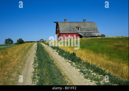 Un bel granaio rosso su una fattoria di grano nella grande pianura di Saskatchewan in Canada Foto Stock