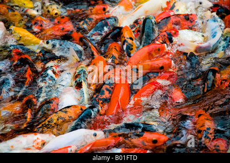 Uno spettacolare pesce Koi alimentando in stagno Foto Stock
