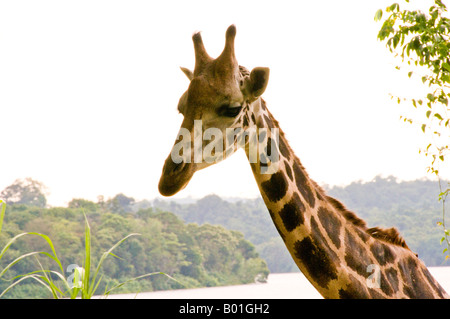 Giraffe della testa e del collo Foto Stock