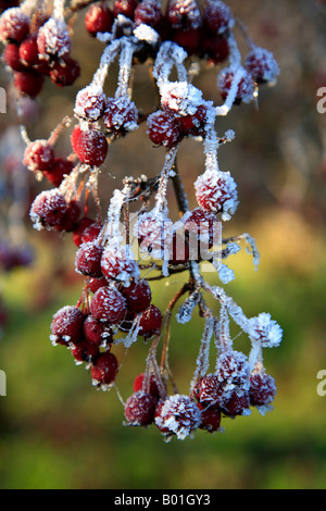 Bacche rosse di biancospino (Crataegus monogyna) coperto in un gelo dicembre UK generic Foto Stock