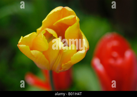 I tulipani in giardino Foto Stock
