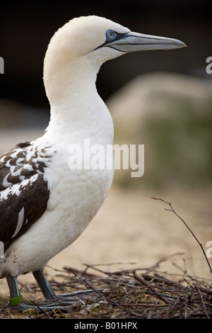 Northern Gannet - Morus bassanus / Morus bassana Foto Stock