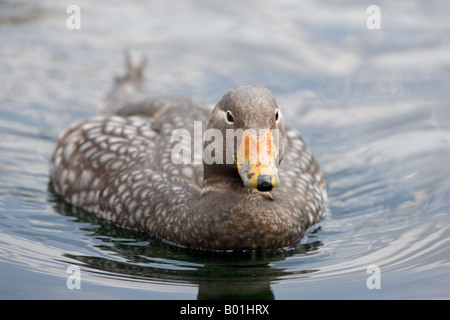 Vapore volante duck - Tachyeres patachonicus Foto Stock