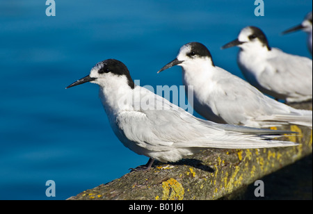 Con facciata bianca sterne (Sterna striata) in una linea, Evans Bay, Wellington, Nuova Zelanda Foto Stock