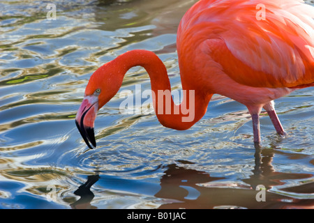 Fenicotteri andini presso il Wildfowl and Wetlands trust site a Slimbridge Foto Stock