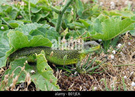 Lucertola verde un classico close up ritratto Foto Stock