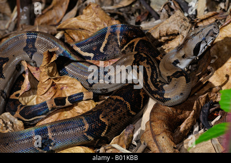 Avvolte Boa constrictor mimetizzata sulla figliata di foglia nella giungla tropicale della penisola di Osa Carate Costa Rica Foto Stock