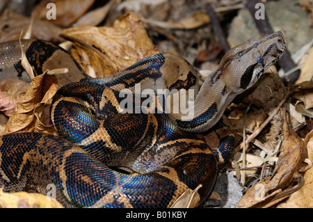 Avvolte Boa constrictor sulla figliata di foglia nella giungla tropicale della penisola di Osa Carate Costa Rica Foto Stock
