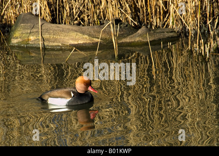 Red Crested Pochard (Netta rufina) a WWT London Wetland Centre, Barnes, London, England, Regno Unito Foto Stock