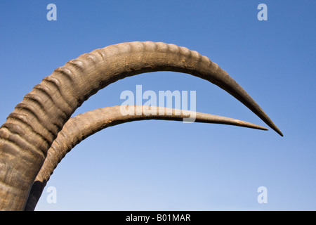 Le corna del Sable Antelope - Hippotragus niger Foto Stock