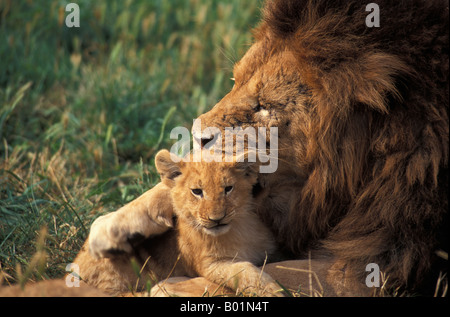 Leone MASCHIO CON 2 MESI DI VECCHIO CUB PANTHERA LEO MASAI MARA KENYA AFRICA adulti adulto affetto affettuoso AFRICA AFRICA UN ANIMALE Foto Stock