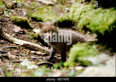 La Volpe rossa Vulpes vulpes giovani guardando fuori da den Asia Asien Canidae Canoidea Carnivora DVD 4 Europa Fuchs Fuchsbabies Fuc Foto Stock