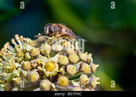 Hoverfly, Syrphid fly, sul fiore di edera Novembre Foto Stock
