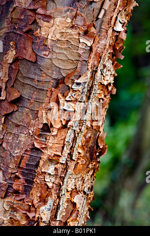 La carta cinese corteccia Maple "Acer Griseum'. Dettaglio di corteccia Foto Stock