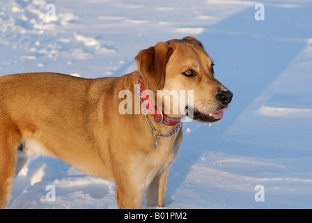 Una splendida razza cane godendo una giornata invernale e Foto Stock