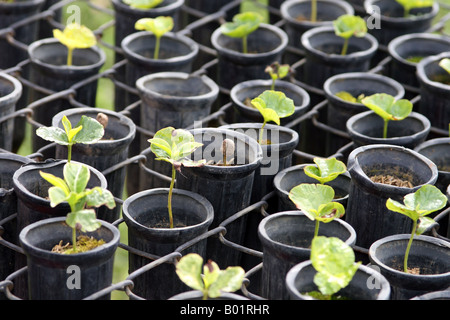 Piantagione di caffè con piante di fagiolo, vegetali, il germoglio, germogli, piantine, in Costa Rica piantagione di caffè. Foto Stock