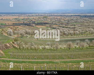 Vista sul piano del fiume Reno con la fioritura dei ciliegi da vigneti di Leiselheim Sasbach a Kaiserstuhl Foto Stock