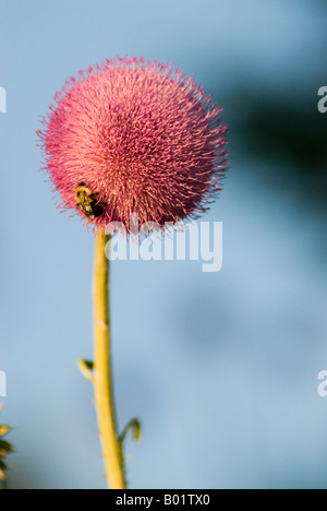 Musk Thistle essendo impollinata da un Bumblebee Foto Stock