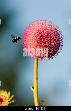 Musk Thistle essendo impollinata da un Bumblebee Foto Stock