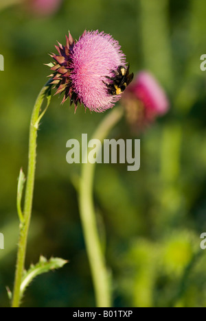 Musk Thistle essendo impollinata da un Bumblebee Foto Stock