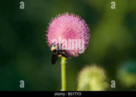 Musk Thistle essendo impollinata da un Bumblebee Foto Stock