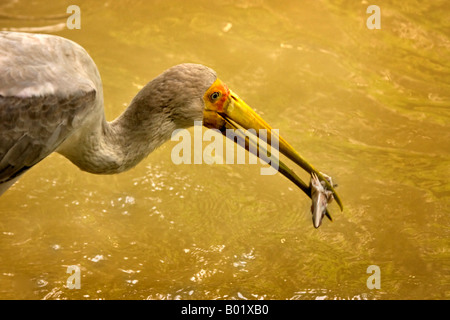 I capretti cicogna dipinta con un pesce nel becco Foto Stock