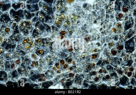 Grani di amido Foto Stock