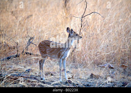 INDIA PARCO NAZIONALE DI PANNA maculato fulvo asse asse The Spotted deer noto anche come chital o asse deer Foto Stock
