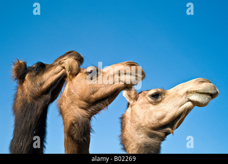 INDIA BIKANER Extreme close up di uno Bikaner e due Jaisalmeri dromedario cammelli contro un cielo blu brillante Foto Stock