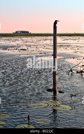 Kingfisher seduto su un post che si affaccia il Kerala backwaters di India meridionale al tramonto con un riceboat in background Foto Stock