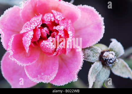 Primo piano di una rosa rosa ricoperta da brina mattutina Foto Stock