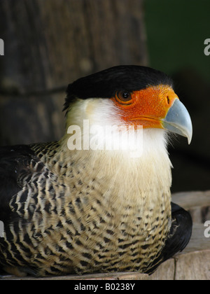 Meridionale (Caracara polyborus plancus) crested caracara, Caricare Encrestado, Foto Stock