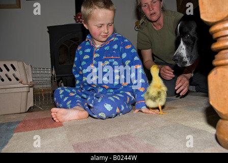 Stock Foto di un bambino goose il giallo Gosling è solo due giorni e si trova a giocare con un ragazzo di sua madre e il cane di famiglia Foto Stock