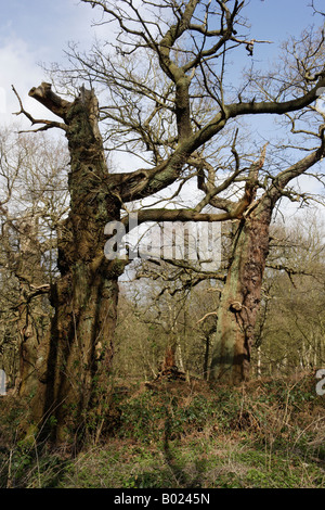 Antiche Querce, Foresta di Sherwood Foto Stock