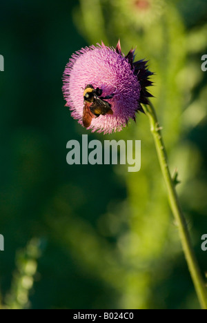 Musk Thistle essendo impollinata da un Bumblebee Foto Stock