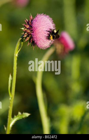 Musk Thistle essendo impollinata da un Bumblebee Foto Stock