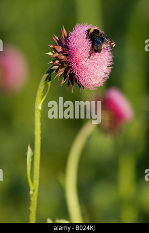 Musk Thistle essendo impollinata da un Bumblebee Foto Stock