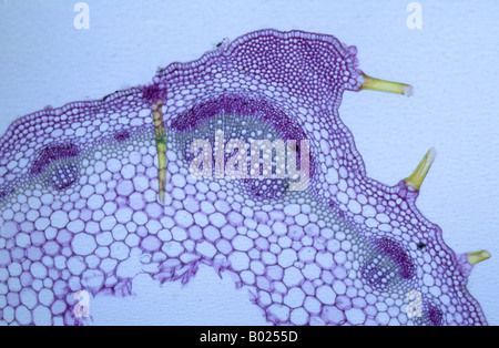 Stelo Collenchyma di ortica 20x Foto Stock