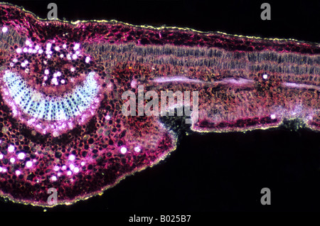 Stoma foglia di oleandro 23x Foto Stock