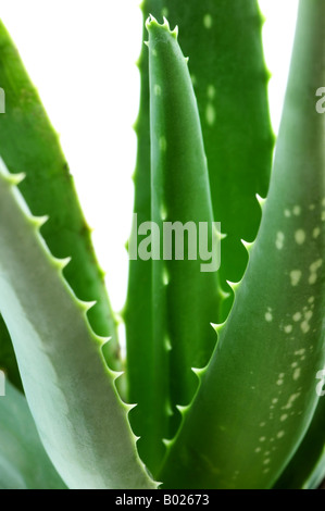 Il verde delle foglie della pianta di aloe close up Foto Stock