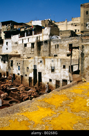 Pelle tinta con zafferano gialla che si asciuga sotto il sole presso le tradizionali concerie di FES el Bali, in Marocco, rinomata per la sua antica artigianalità. Foto Stock