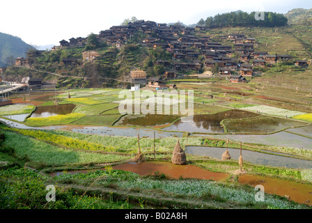 Un appositamente irrigate o inondato il campo dove si coltiva il riso. Foto Stock