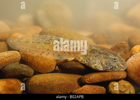 Ostetrica comune Toad (Alytes obstetricans), tadpole Foto Stock