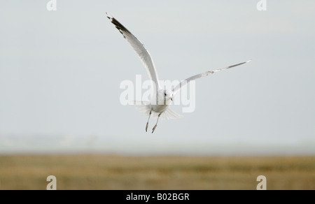 Giovane nero-headed Gull (Larus ridibundus) Foto Stock