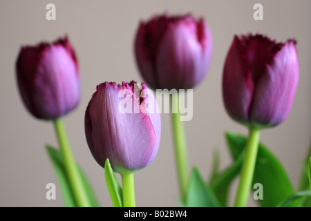 Viola 'Tulip capi' Foto Stock