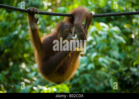 Sabah Borneo malese Sepilok Orang Utan mangiando frutta mentre appesi ad una fune Foto Stock