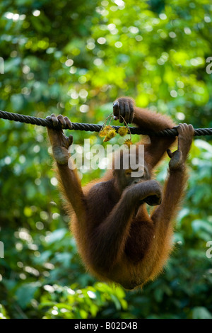 Sabah Borneo malese Sepilok Orang Utan mangiando frutta mentre appesi ad una fune Foto Stock