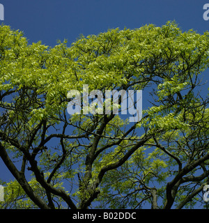 Green Tree Top e cielo blu Foto Stock