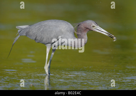 Un po' di blu heron è pronto a inghiottire un pesce mentre rovistando in poco Estero Laguna, Fort Myers Beach, Florida, Stati Uniti d'America. Foto Stock